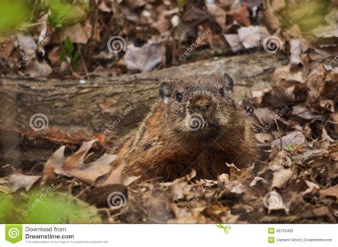 Groundhog in his burrows stock image. Image of rodent - 40710493