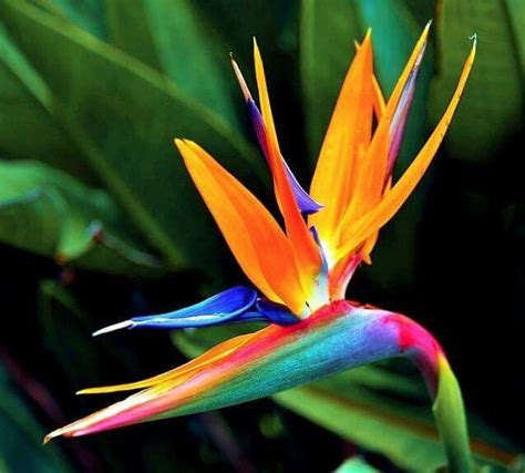 Bird Of Paradise Birds Of Paradise Paradise Flowers Unusual Flowers