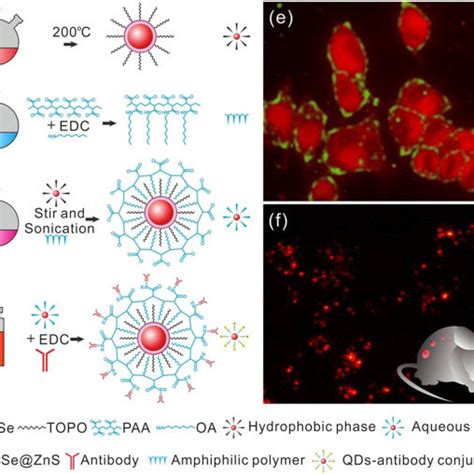 Targeted Imaging Of Gastric Cancer In Nude Mice Model By BRCAA