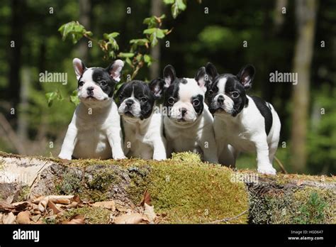 Chien Bouledogue Français Bouledogue Français Quatre Quatre 4 Chiots