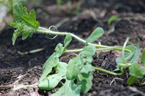 Wassermelone Pflanzen Tipps Zum Anbau Im Garten Plantura