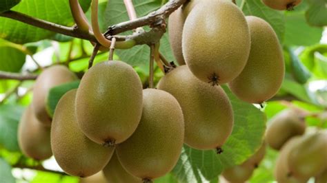 Kiwi Fruits Benefits And Facts Oxfarm