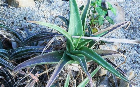 Aloe Massawana ¡cuidados Y Curiosidades Club Suculentas