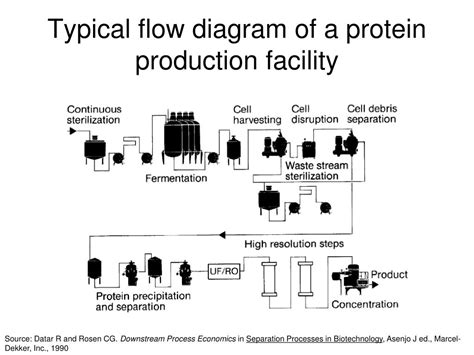 Ppt Downstream Processes Powerpoint Presentation Free Download Id