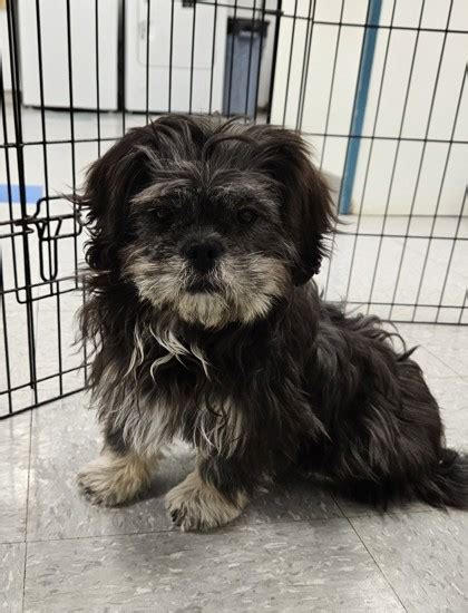 Freeport Il Shih Tzu Pomeranian Meet Jasmine A Pet For Adoption