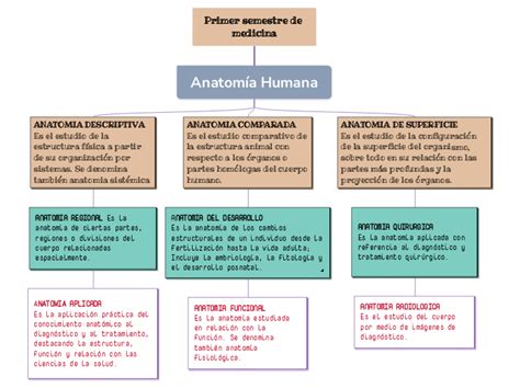 Primer Semestre De Medicina Mind Map