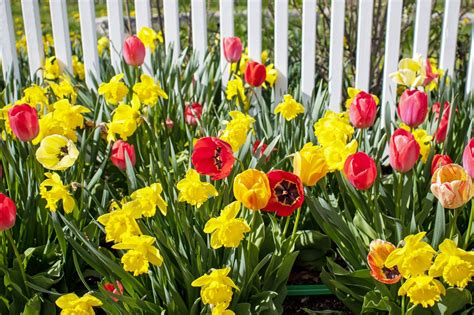 Tubers And Bulbs How To Differentiate Between The Two Geophytes Artofit