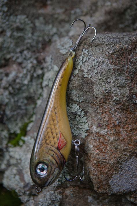 Fotos Gratis Hoja Fauna Silvestre Pescar Insecto Mariposa