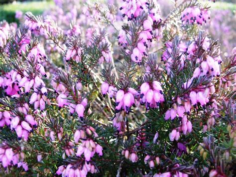 Kellis Northern Ireland Garden Irish Heather