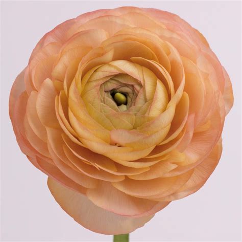 Ranunculus The Chaupi Farm Development And Research