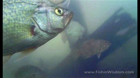 Cold Water Fish Behavior Crappie Bluegill Sunfish Rockbass YouTube