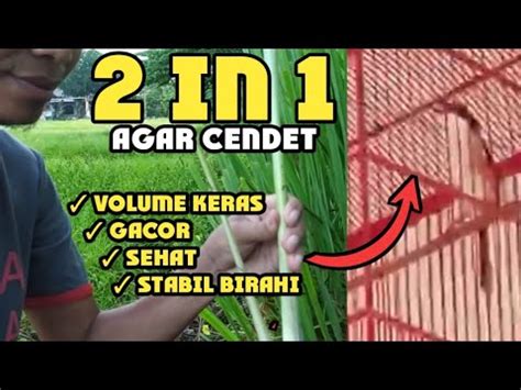 Cara Ini Bikin Cendet Volume Keras Dan Gacor Stabil Youtube