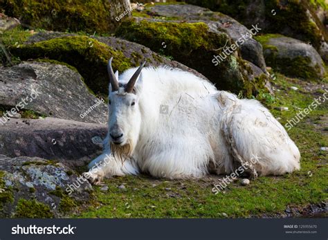 Mountain Goat (Oreamnos Americanus). Stock Photo 129355670 : Shutterstock