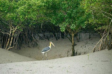 Sundarban Wildlife Photography | Sundarban Birds Photography Tour