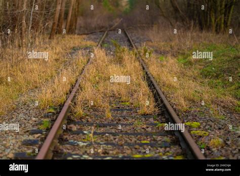 Old Unused Railway Tracks In A Forest Track Bed Overgrown With Wild