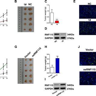 Association Between Rnf Expression And Luad Prognosis A Expressions