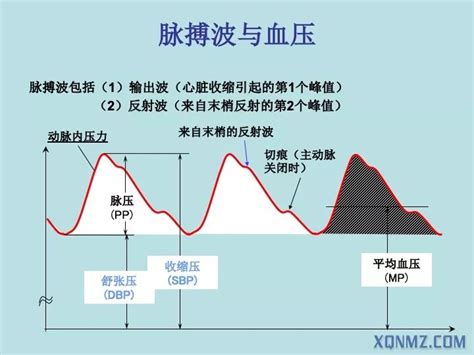 精华帖 中心动脉压与其临床意义内容