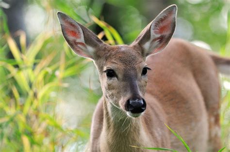 Wakulla Wildlife Watching | Visit Wakulla