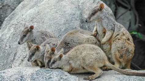 Australia Targets Zero Extinction to Protect Threatened Species ...