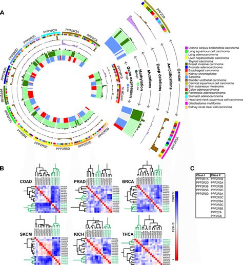 Gene Expression Analysis And Correlation Reveals Two Classes Of Pp2a