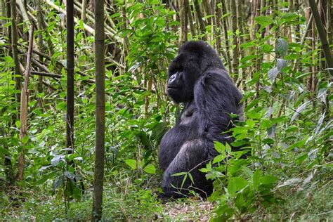 Things You Need To Know About Gorilla Trekking In Uganda Rwanda