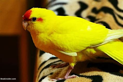 100+ Amazing Kakariki Parrots Names List - Beakinsider