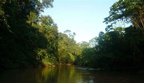 The Yasuni National Park - Shiripuno Amazon Lodge