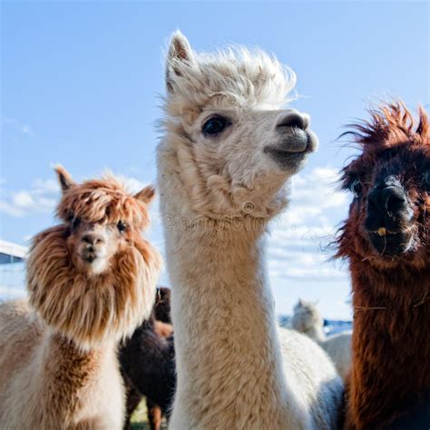 Three Funny Alpacas stock image. Image of horizontal - 28638485