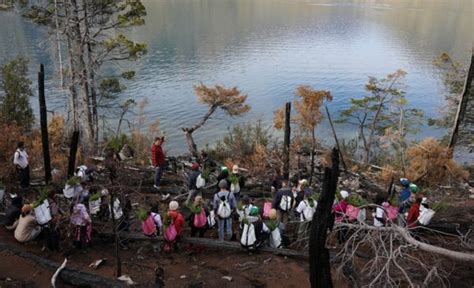 Plantarán 2500 árboles En Zonas Afectadas Por Los Incendios En Lago