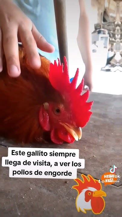 Un Gallito Nos Visito 🐓😊 Chikennos Rooster Roosters Gallos Pollos Pollosdeengorde