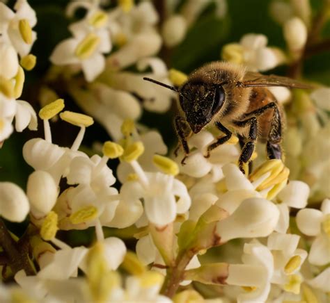The Threat of Pesticides: The Decline of Bees and the Vital Role in