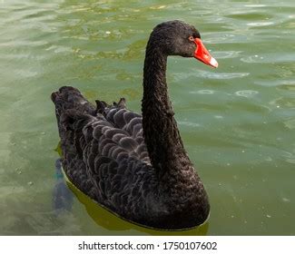 Black Swan Lake Stock Photo 2124816422 | Shutterstock