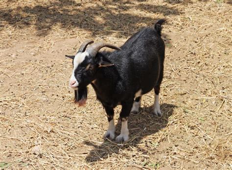 Black And White Goat Names - 120+ Names For Black Or White Goats