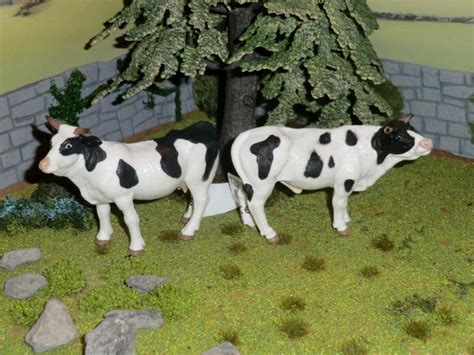 My first battat Cattle