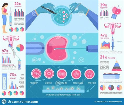 https pt dreamstime modelo infográfico plano de fertilização