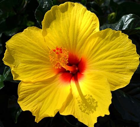 Tropical Hibiscus Plants | Calloway's Nursery