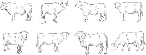 Cow Line Art Illustration 13985279 Vector Art at Vecteezy