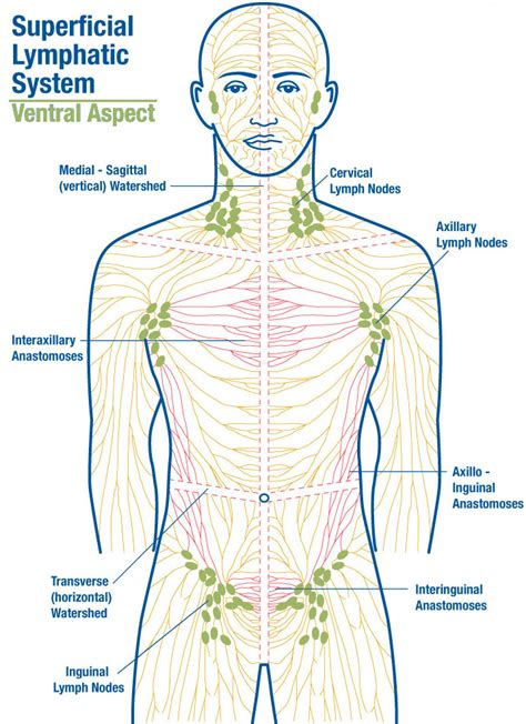 Chapter 9 The Lymph System Diagram Answer Key Return Drainag