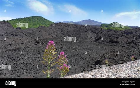 Beautiful Flowers Grown On Volcanic Environment Black Lava Molten Rock