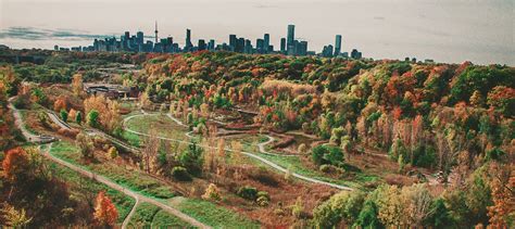 The Importance of Urban Forest Stewardship – Blog | Ontario Nature