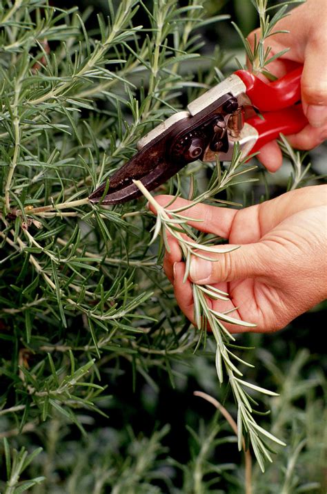 11 Essential Tips for Growing Rosemary Indoors