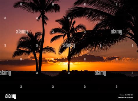 Silhouette Of Palm Trees At Sunset With An Orange And Purple Sky On