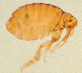 7 Fleas Images Only Flashcards Quizlet