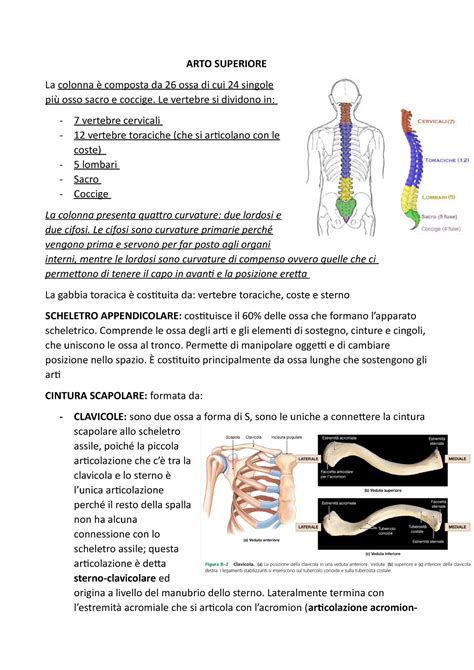 ARTI Superiori anatomia ARTO SUPERIORE La colonna è composta da 26