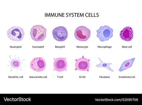 Immune system cells cartoon flat different shaped Vector Image