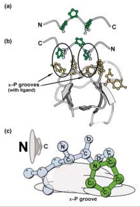 A Src Homology 3 SH3 Signalling Domain Can Bind Poly Lproline II