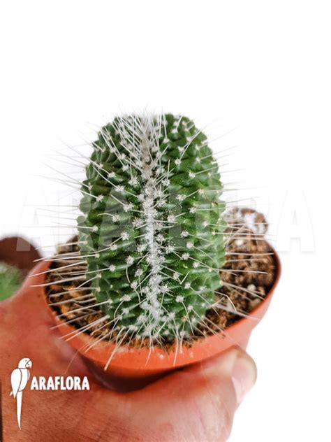 Araflora Exotic Flora Mehr Mammillaria Spinosissima Un Pico Cristata