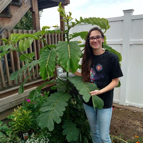 Senna Alata Syn Cassia Alata Empress Candle Tree In GardenTags Plant