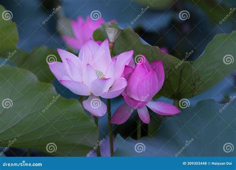 Two Lotus Flowers Nestled Together Stock Photo Image Of Green Lily