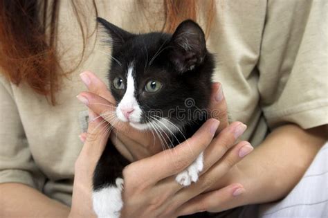Kitten in hands stock image. Image of tired, hold, whiskers - 1394511